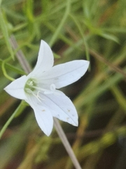 Campanula aparinoides