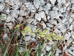 Poaceae