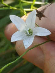 Campanula aparinoides