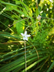Campanula aparinoides