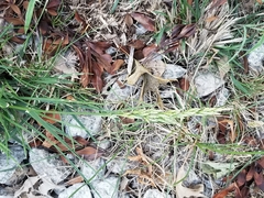 Poaceae