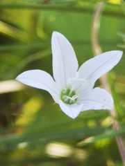 Campanula aparinoides
