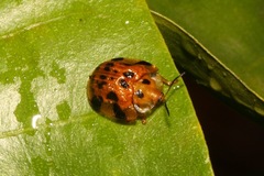 Laccoptera impressa