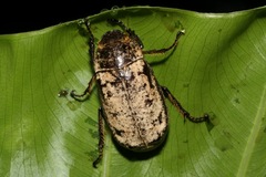 Dermolepida albohirtum