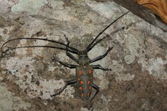 Batocera frenchi