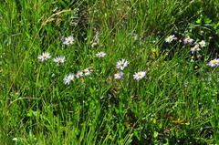 Symphyotrichum spathulatum