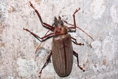 Xixuthrus microcerus