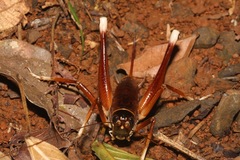 Penalva flavocalceata