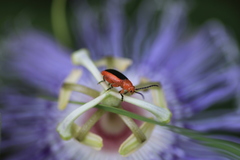 Disonycha discoidea discoidea