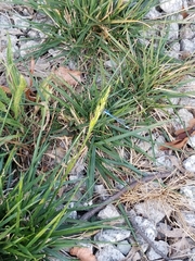 Poaceae