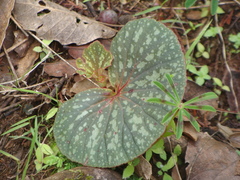 Begonia tapatia