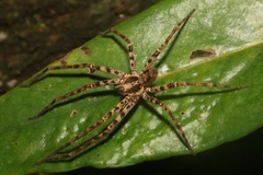 Heteropodinae