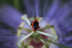 Disonycha discoidea discoidea