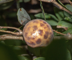 Andricus vacciniifoliae