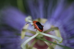 Disonycha discoidea discoidea
