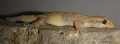 Lepidodactylus lugubris