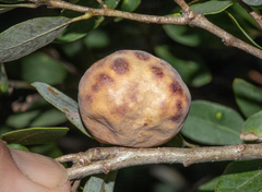 Andricus vacciniifoliae