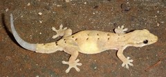 Lepidodactylus lugubris