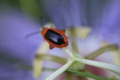 Disonycha discoidea discoidea