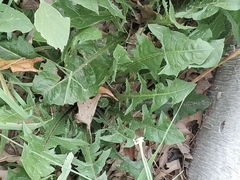 Taraxacum