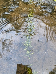 Sagittaria secundifolia