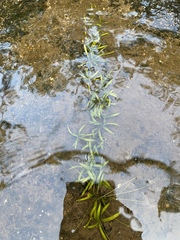 Sagittaria secundifolia
