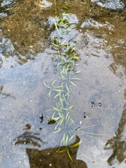 Sagittaria secundifolia