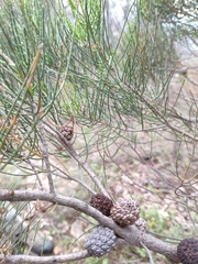 Allocasuarina muelleriana