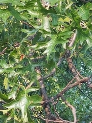 Quercus