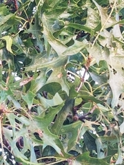 Quercus