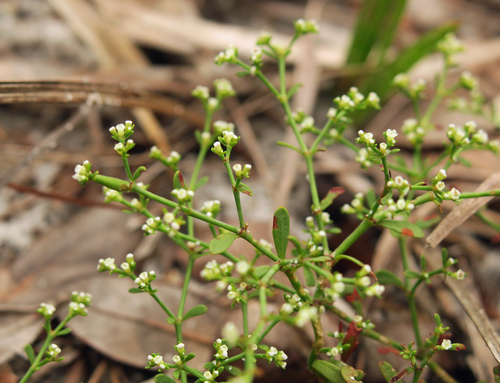 American nailwort (Paronychia americana)