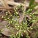 American Nailwort - Photo (c) Dylan Winkler, some rights reserved (CC BY-NC), uploaded by Dylan Winkler