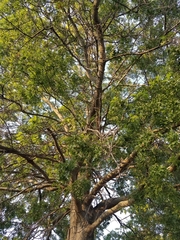 Quercus