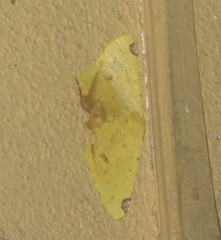 Nepheloleuca illiturata