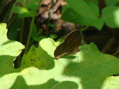 Euptychia rubrofasciata