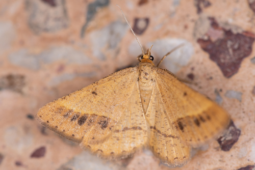 Isturgia arenacearia