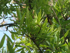 Quercus gentryi