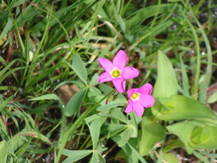 Oxalis divergens