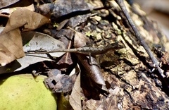 Anolis alutaceus