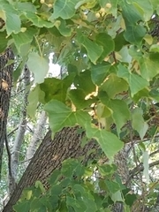 Magnoliopsida