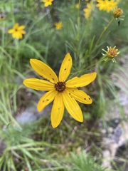 Coreopsis pulchra