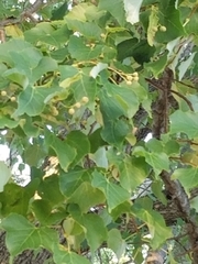 Magnoliopsida