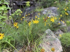 Coreopsis pulchra
