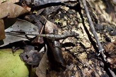 Anolis alutaceus