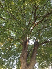 Magnoliopsida