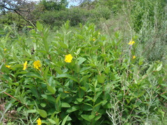Mandevilla apocynifolia
