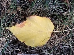 Tilia