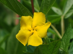Mandevilla apocynifolia