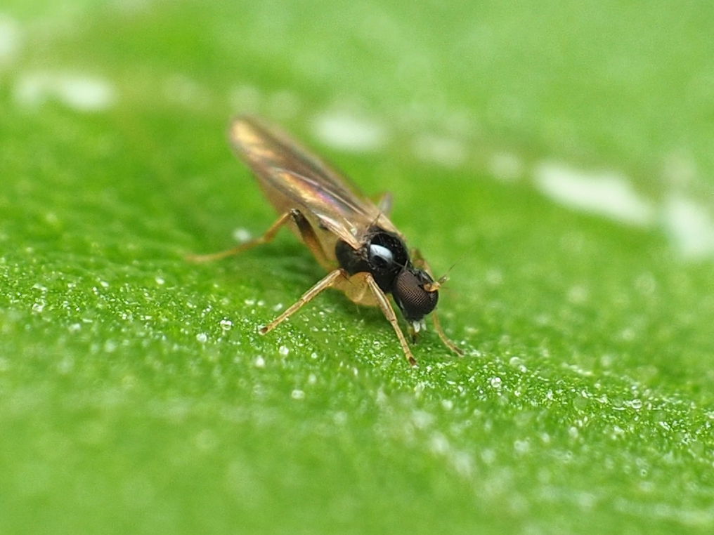 Stilpon ctenistes