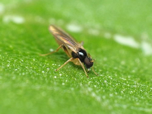 Stilpon ctenistes